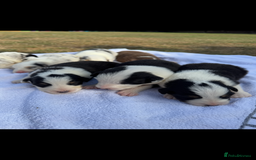 Australian Shepherd dogs for sale: KC registered Australian Shepard puppies - Image 8