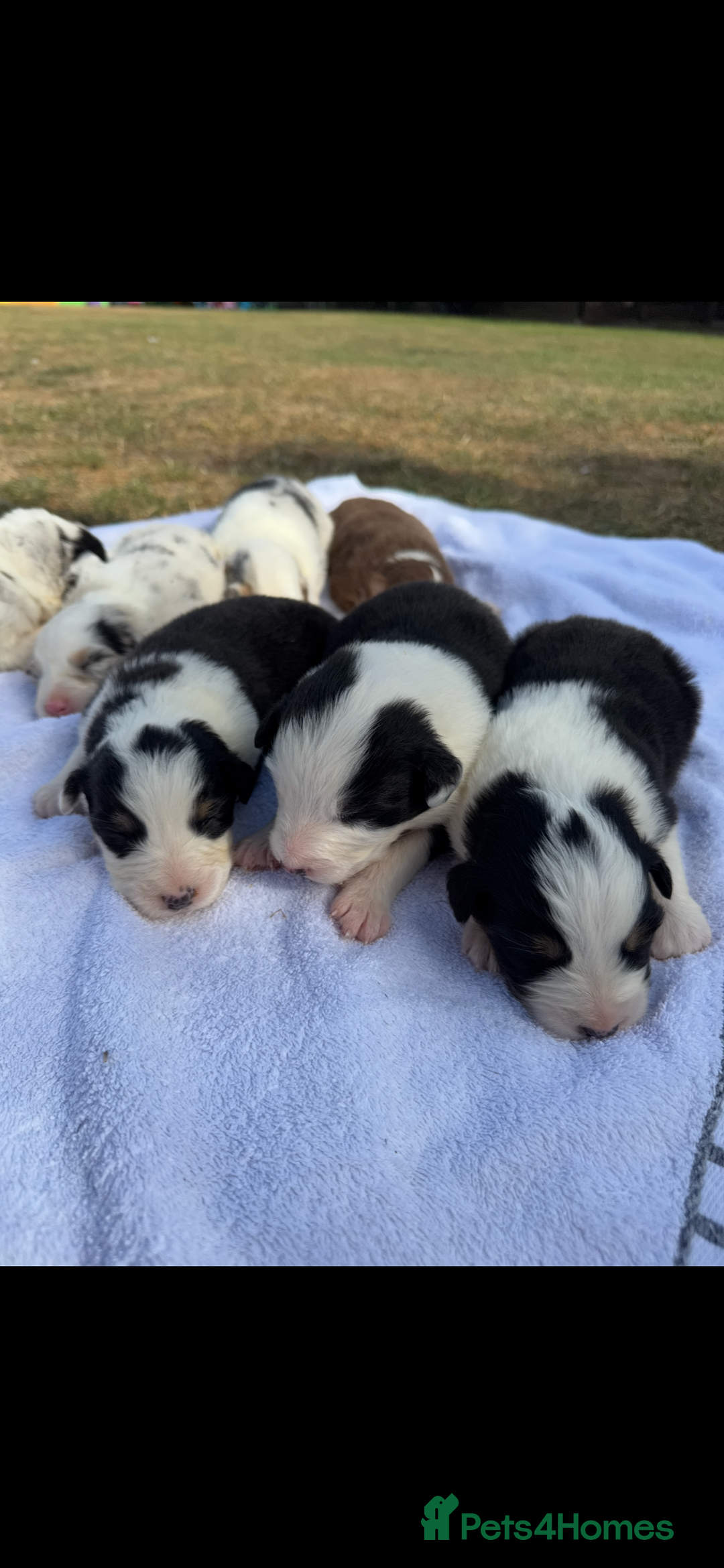 Australian Shepherd dogs for sale: KC registered Australian Shepard puppies - Image 8