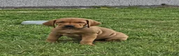 Mixed Breed dogs for sale: ALL REHOMED Vizslador Puppies  - Advert 3