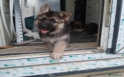 German Shepherd dogs for sale: Beautiful German Shepherd Puppies - Image 4