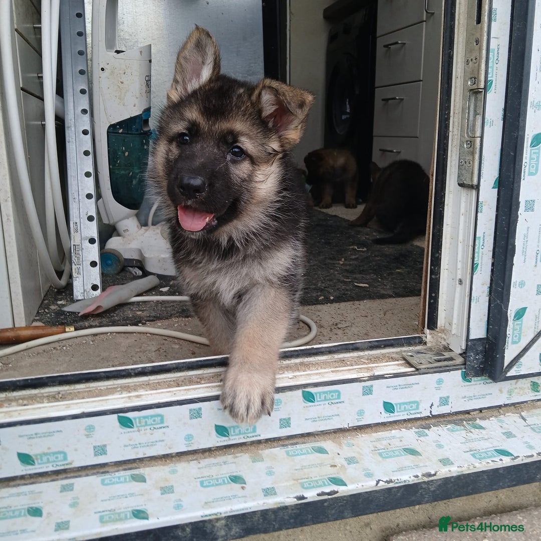 German Shepherd dogs for sale: Beautiful German Shepherd Puppies - Image 4