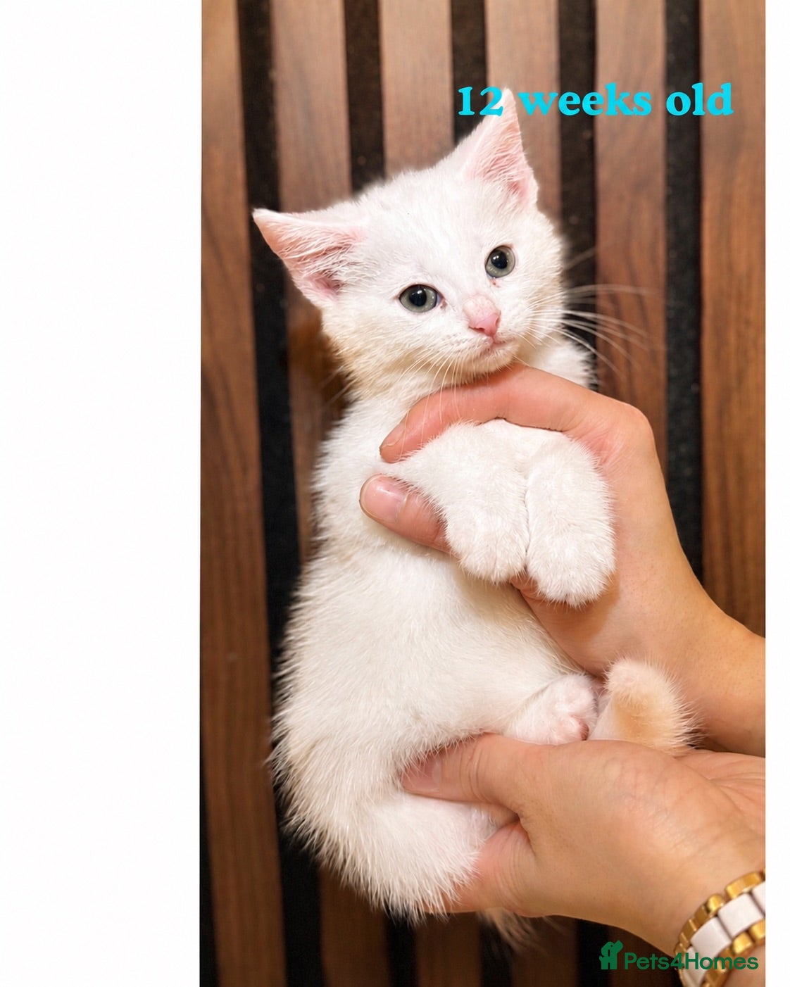 Domestic Shorthair cats Last 1 | Pure White Kitten for Sale | Ready Now  - Advert 2