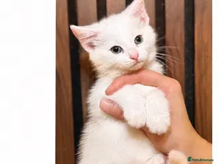 Domestic Shorthair cats Last 1 | Pure White Kitten for Sale | Ready Now - Advert 2