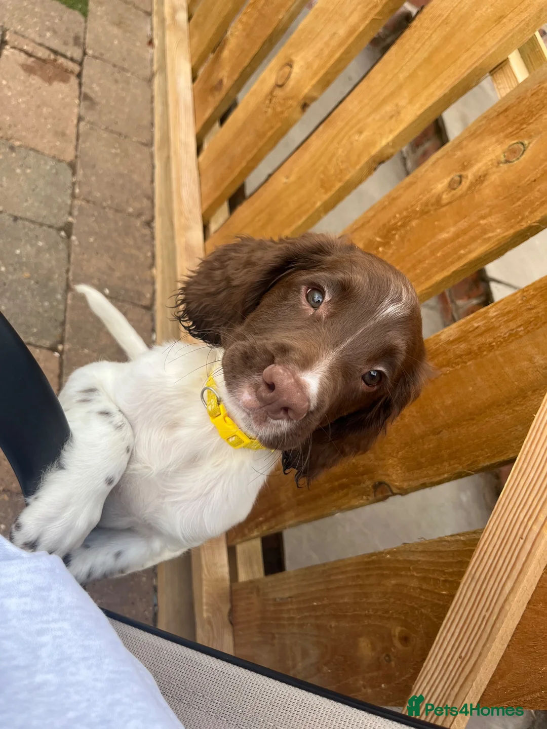 English Springer Spaniel dogs for sale: 1 BOY LEFT READY NOW - KC Springer Spaniel Pups - Advert 2