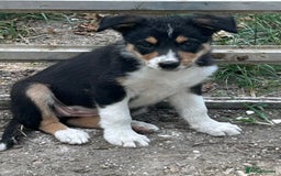 Border Collie dogs for sale: Border collie puppies  - Image 4