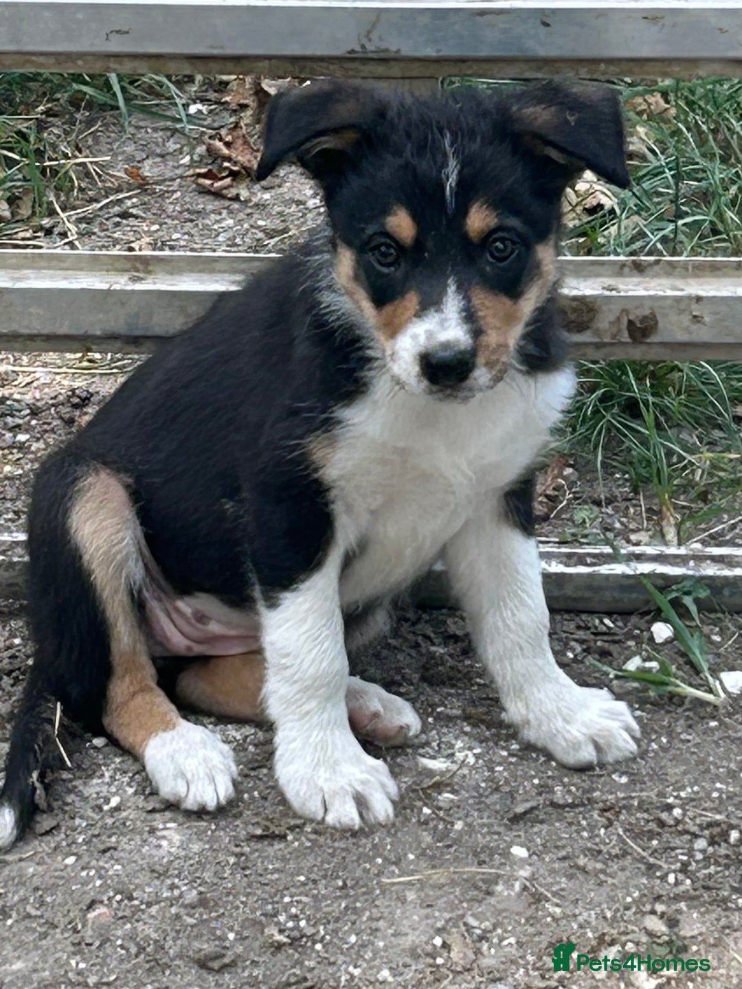 Border Collie dogs for sale: Border collie puppies  - Image 4