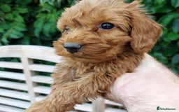 Cockapoo dogs for sale: F1 fox red cockerpoo puppies  - Image 9