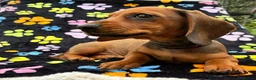 Dachshund dogs for sale: Dachshund Puppies ready for their forever homes - Advert 24