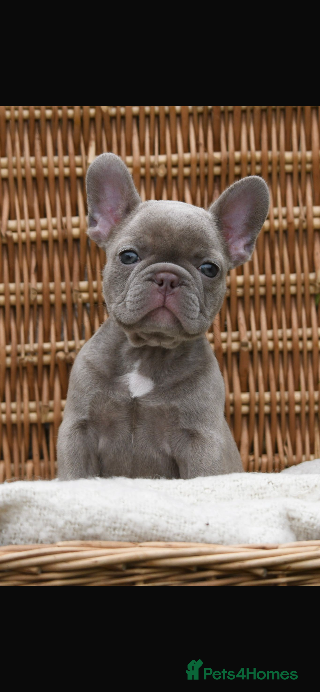 French Bulldog dogs for sale: Beautiful litter of 8 French bulldog puppies - Image 9