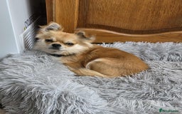 Chihuahua dogs for sale: Chihuahua 1 year old - Image 3