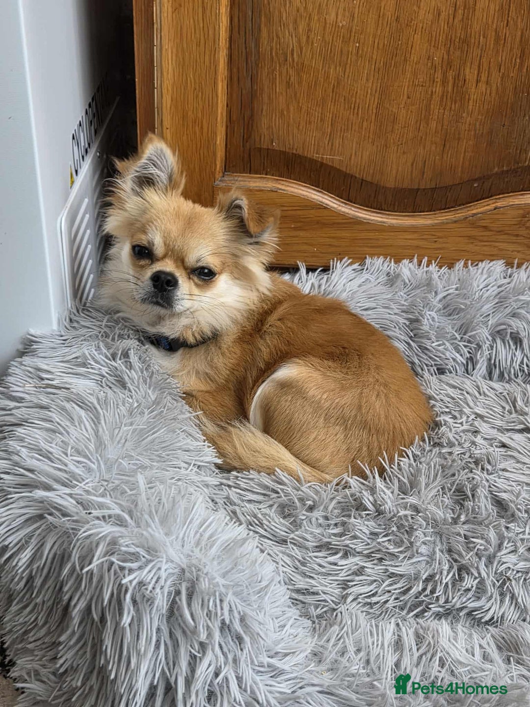Chihuahua dogs for sale: Chihuahua 1 year old - Image 3