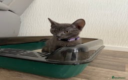 Russian Blue cats for sale: Russian blue kittens  - Image 4