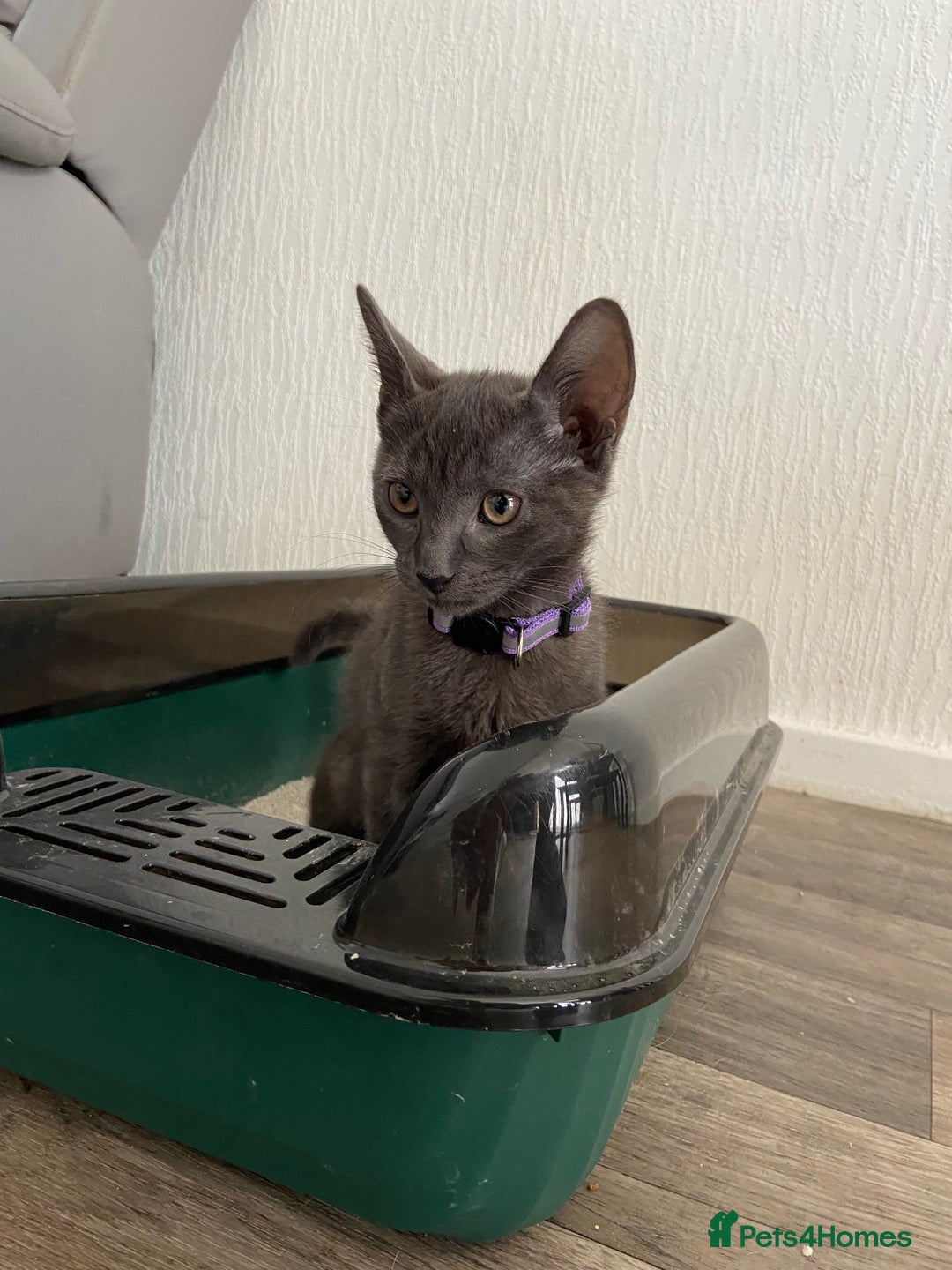 Russian Blue cats for sale: Russian blue kittens  - Image 4