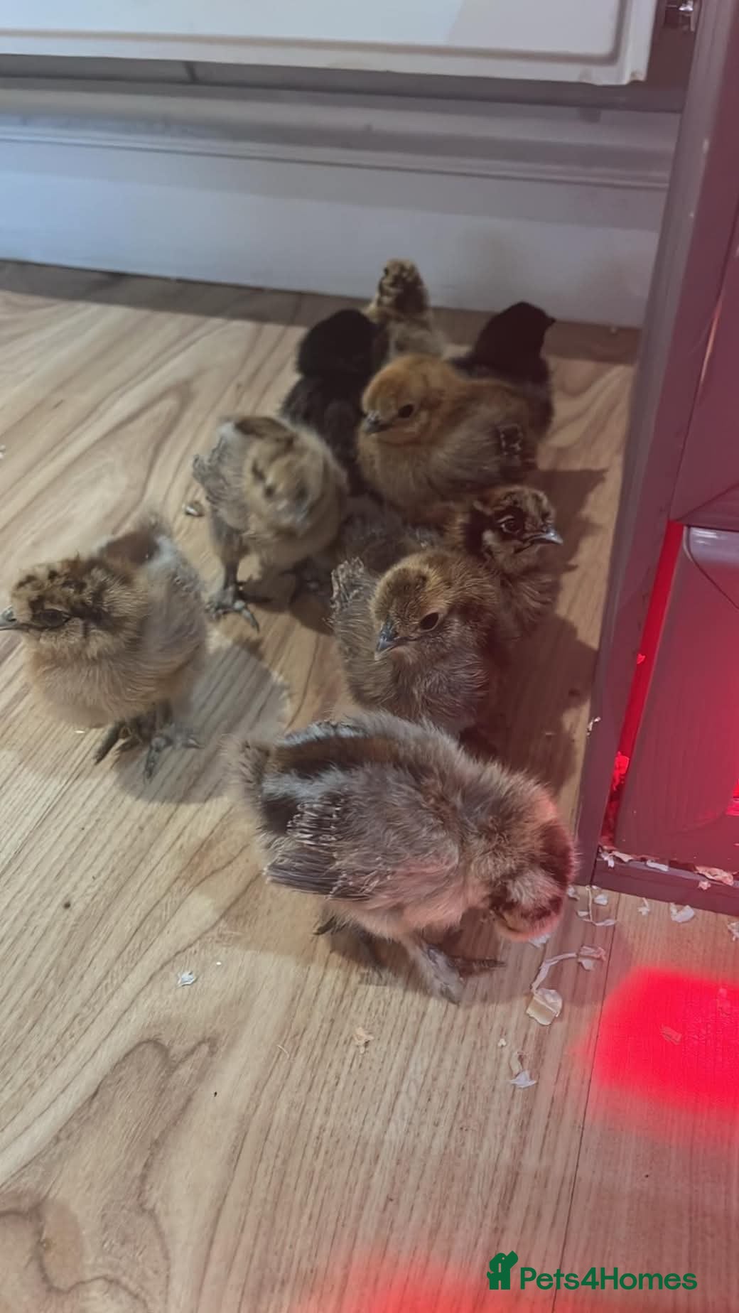 Hens poultry silkies  - Advert 1