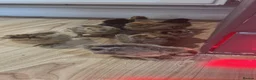 Hens poultry for sale: silkies  in Pontefract - Advert 1
