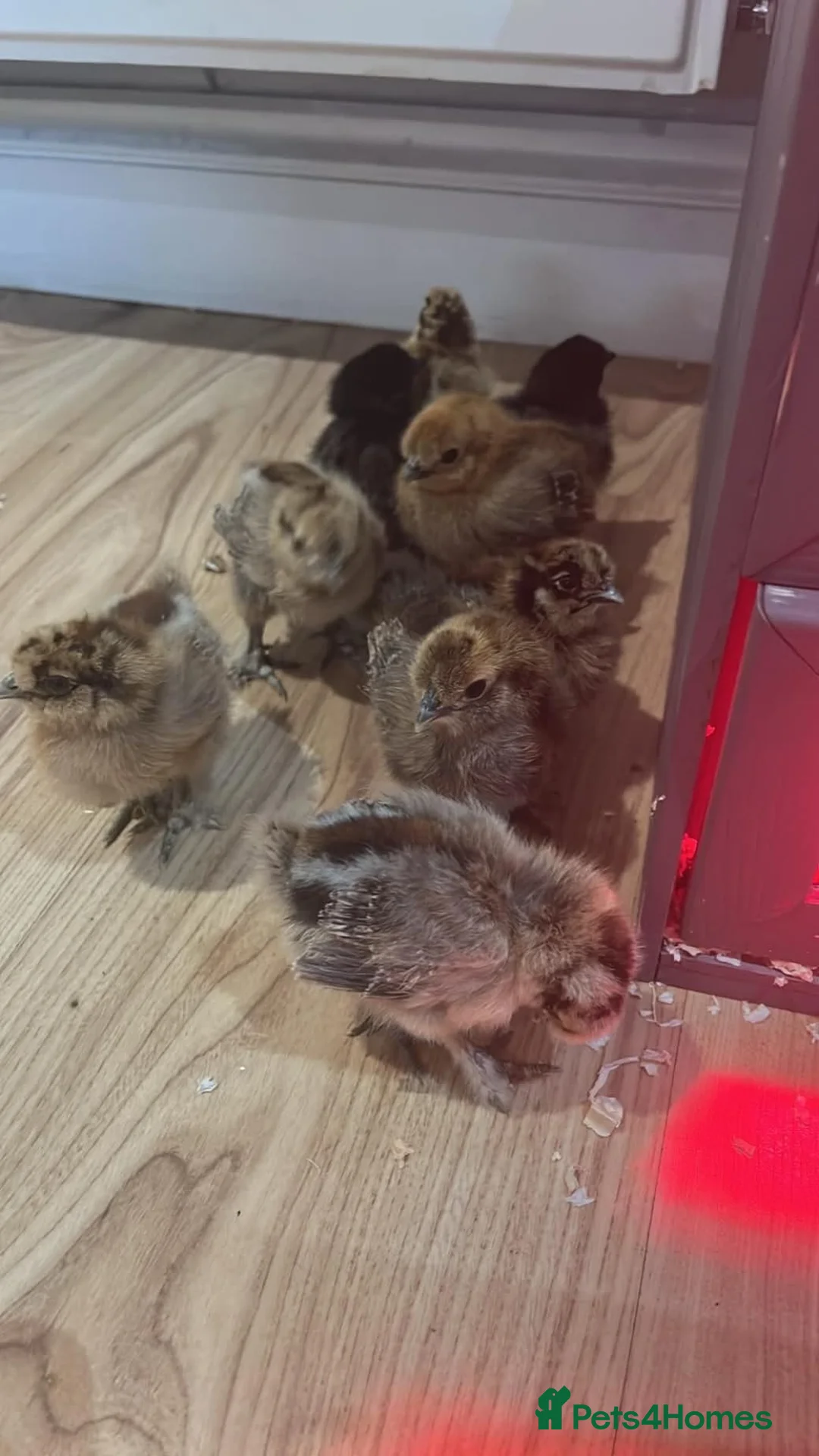 Hens poultry for sale: silkies  in Pontefract - Advert 1