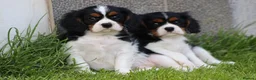 Cavalier King Charles Spaniel dogs for sale: Beautiful Cavalier King Charles Spaniel puppies - Advert 25
