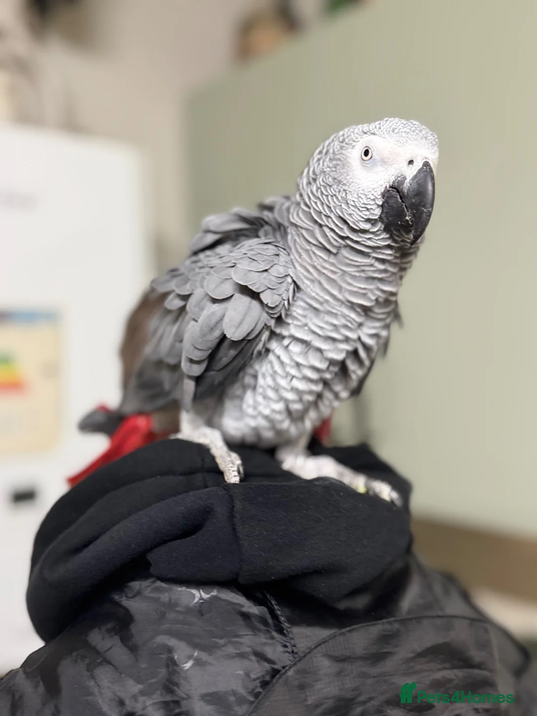 Parrots birds for sale: Highly Talkative African Grey in Dunmow - Advert 2