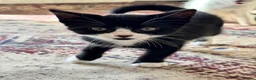 Mixed Breed cats for sale: Adorable black and white kittens for sale  - Advert 6