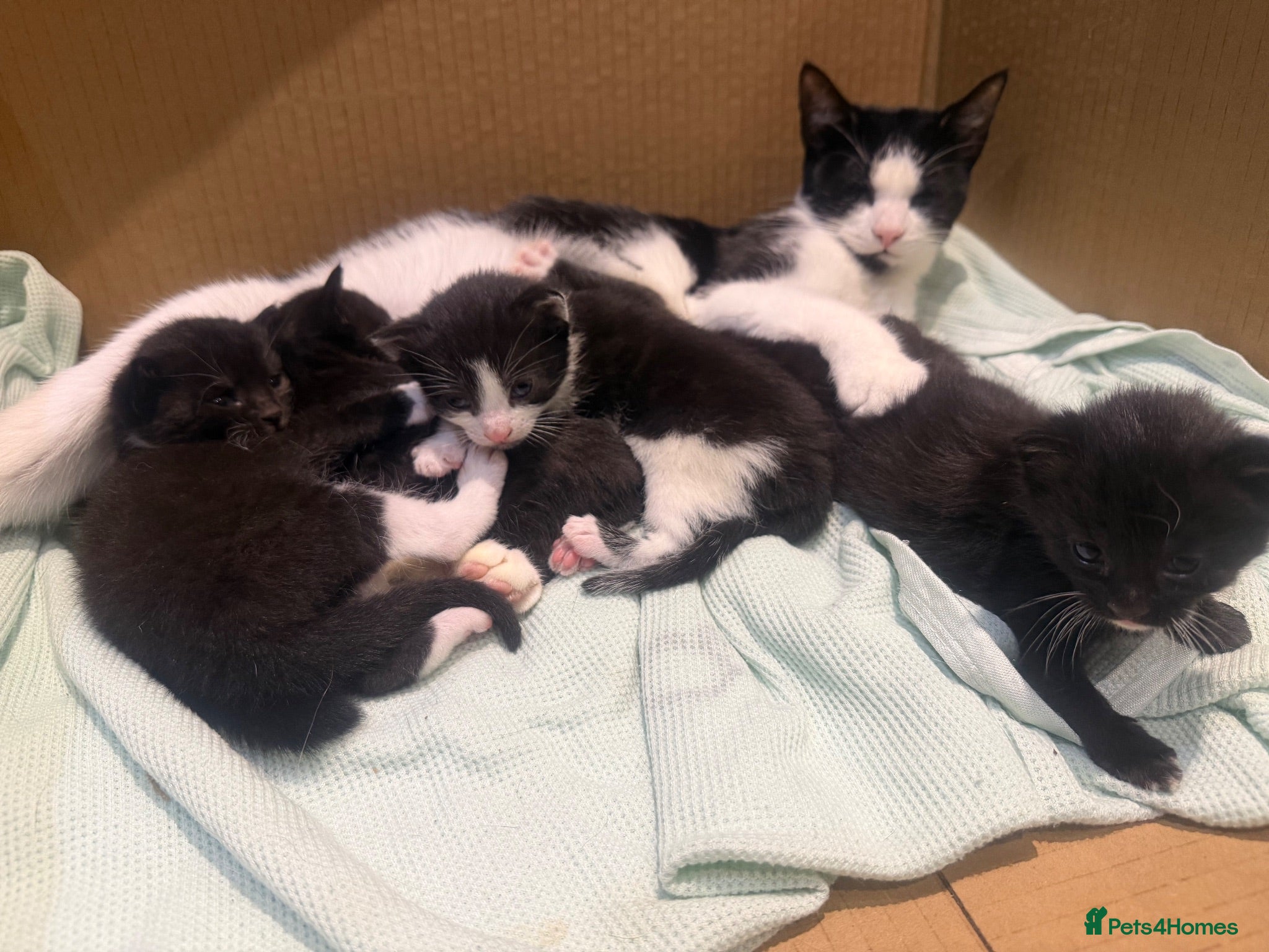 Domestic Shorthair cats All to go together with mum - Advert 2