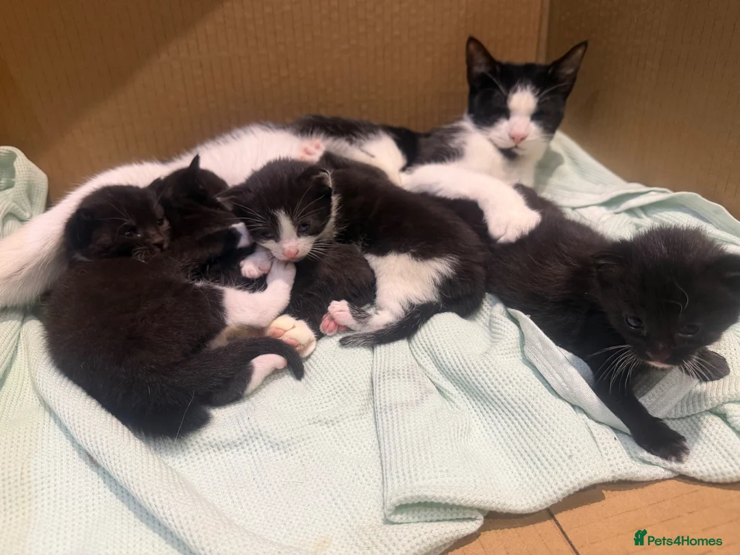 Domestic Shorthair cats for sale: All to go together with mum - Advert 1