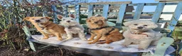 Mixed Breed dogs for adoption: Beautiful Bonnie 🩷 in Hailsham - Advert 18