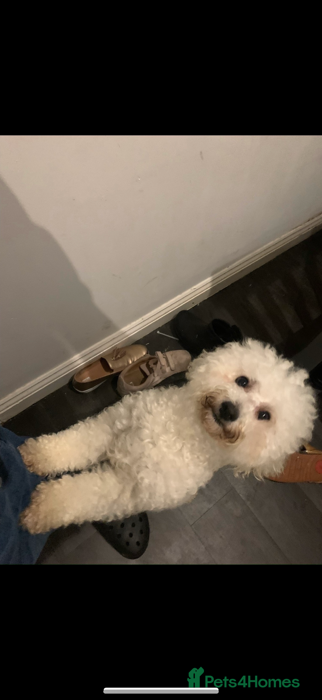 Bichon Frise dogs for sale: Bichon frise - Advert 13