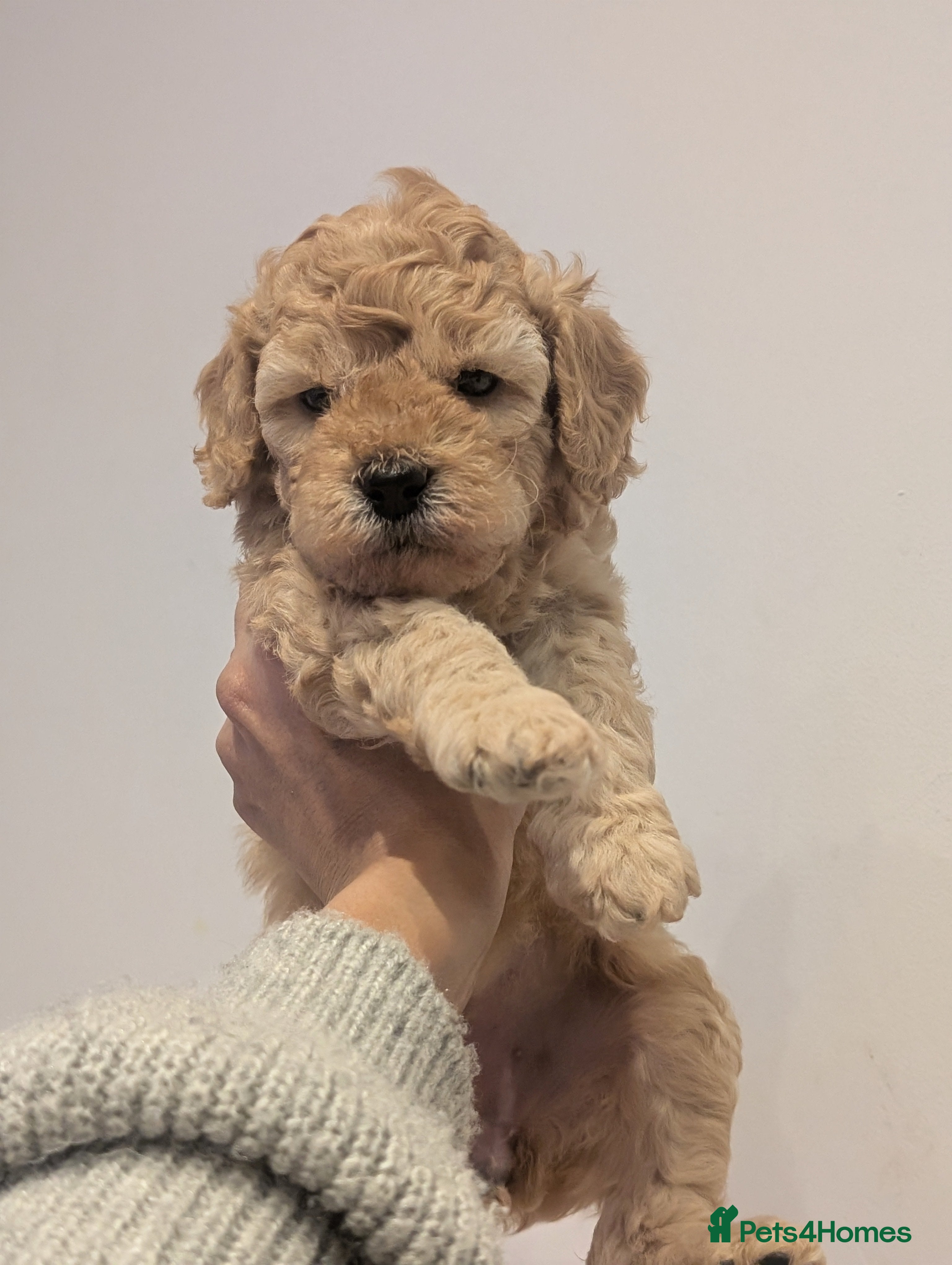 Goldendoodle dogs Miniature goldendoodle puppies   - Advert 16