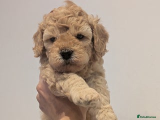 Goldendoodle dogs Miniature goldendoodle puppies - Advert 1