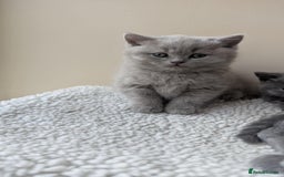 British Shorthair cats for sale: Both parents pedigreesTICA pedigree-dad5xchampion  - Image 16