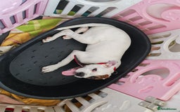 American Bulldog dogs for sale: American bulldog - Image 3