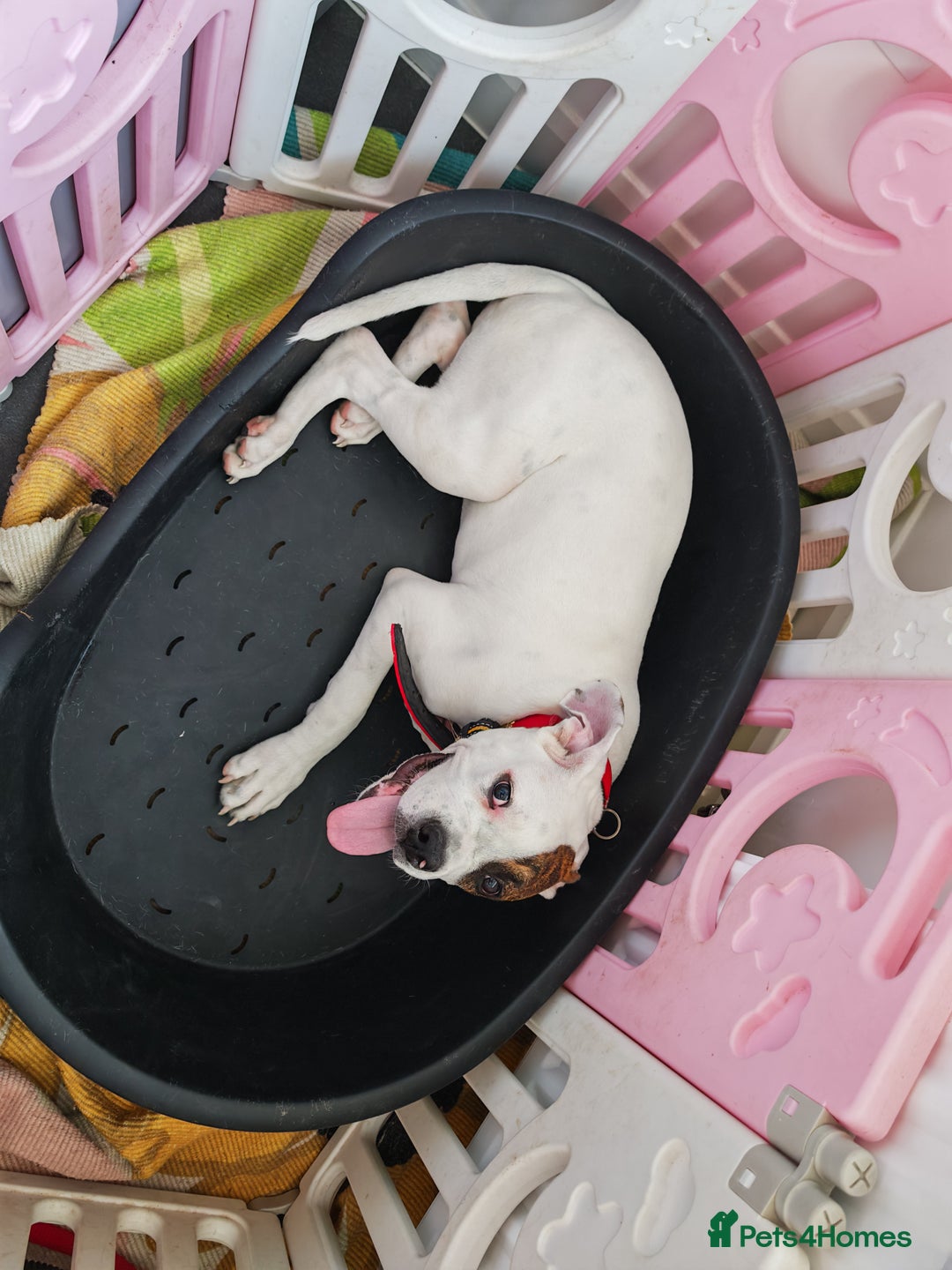 American Bulldog dogs for sale: American bulldog - Image 3