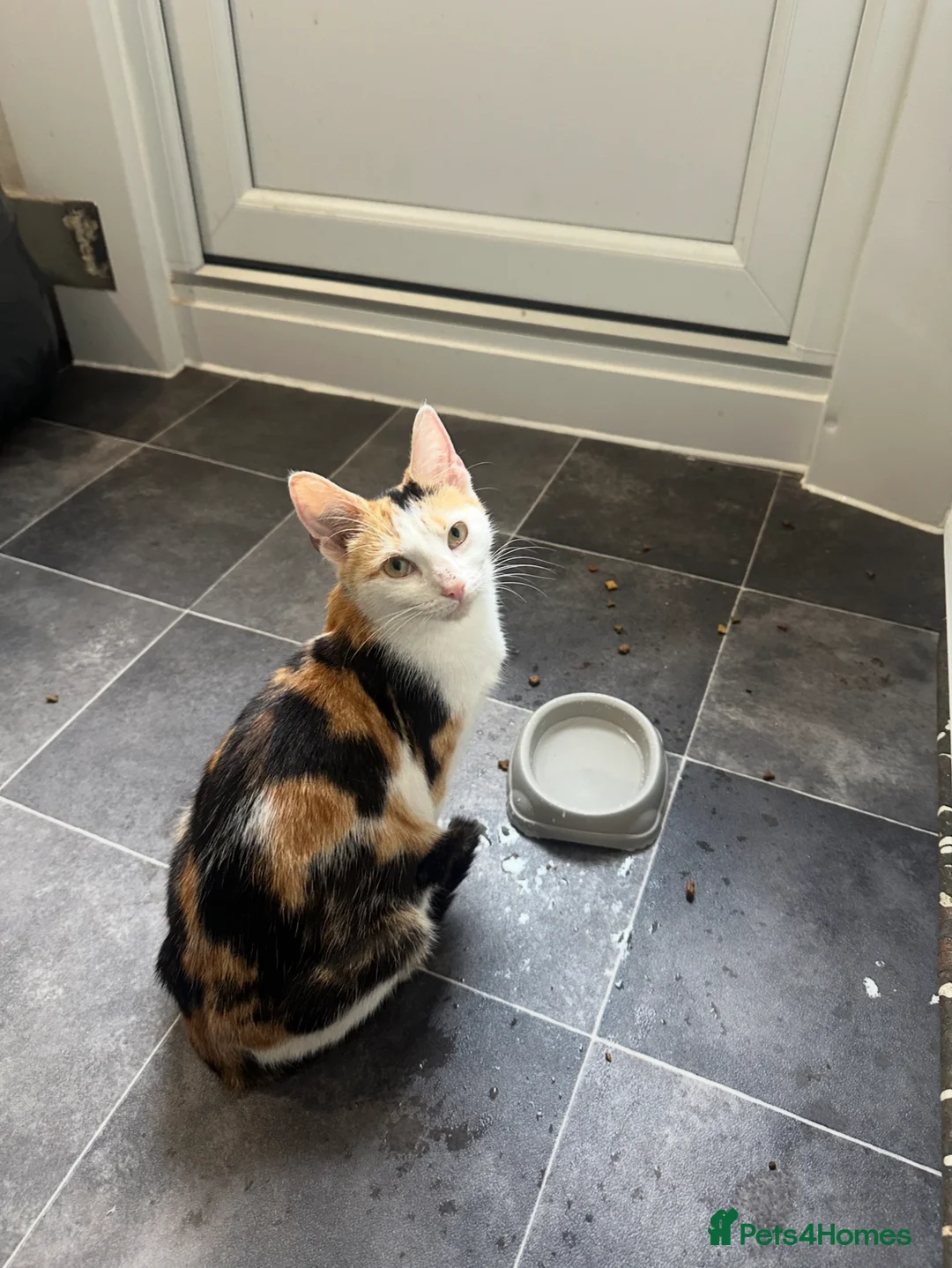 Mixed Breed cats for sale: FEMALE CAT FOR SALE!!! - Advert 1