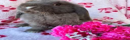 Mini Lop rabbits for sale: Beautiful Pure Bred Mini Lop Bunnies Ready Now - Advert 12