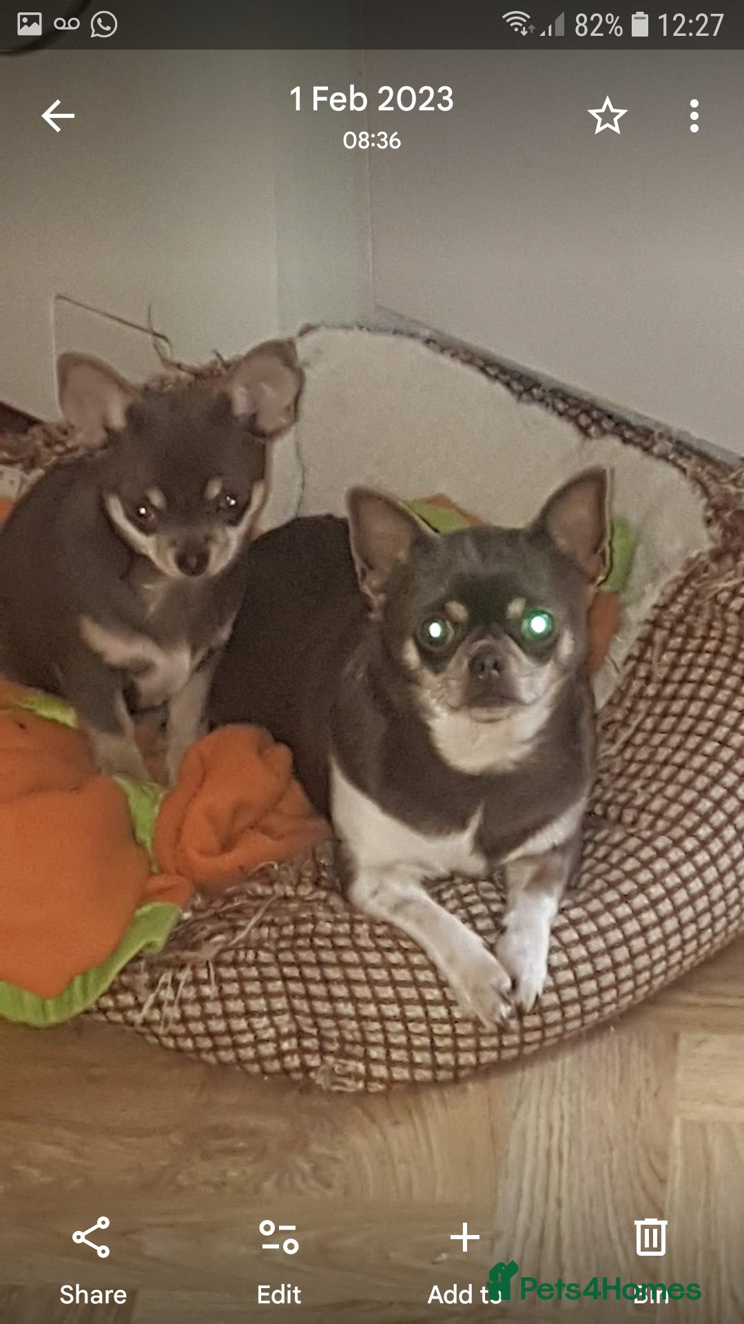 Chihuahua dogs for sale: 3 years old girl - Image 6