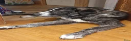 Mixed Breed dogs for sale: 🐾💙 Lovely Lore 💙🐾 in North Shields - Advert 5