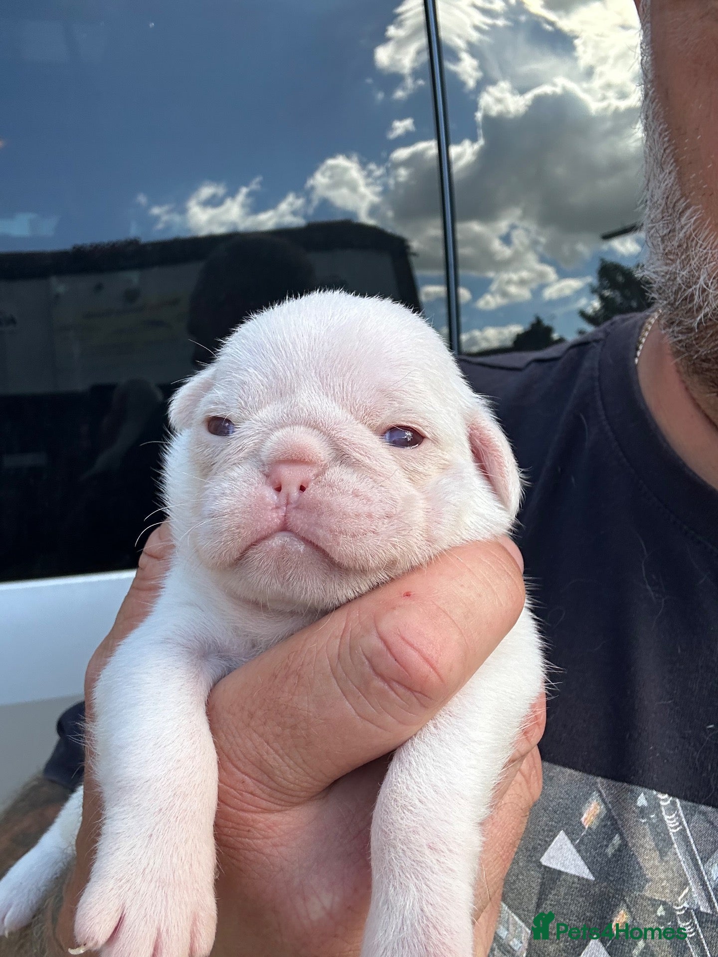 Pug dogs Stunning litter of 4 Prestige KC reg Pink Pug Pups - Advert 2