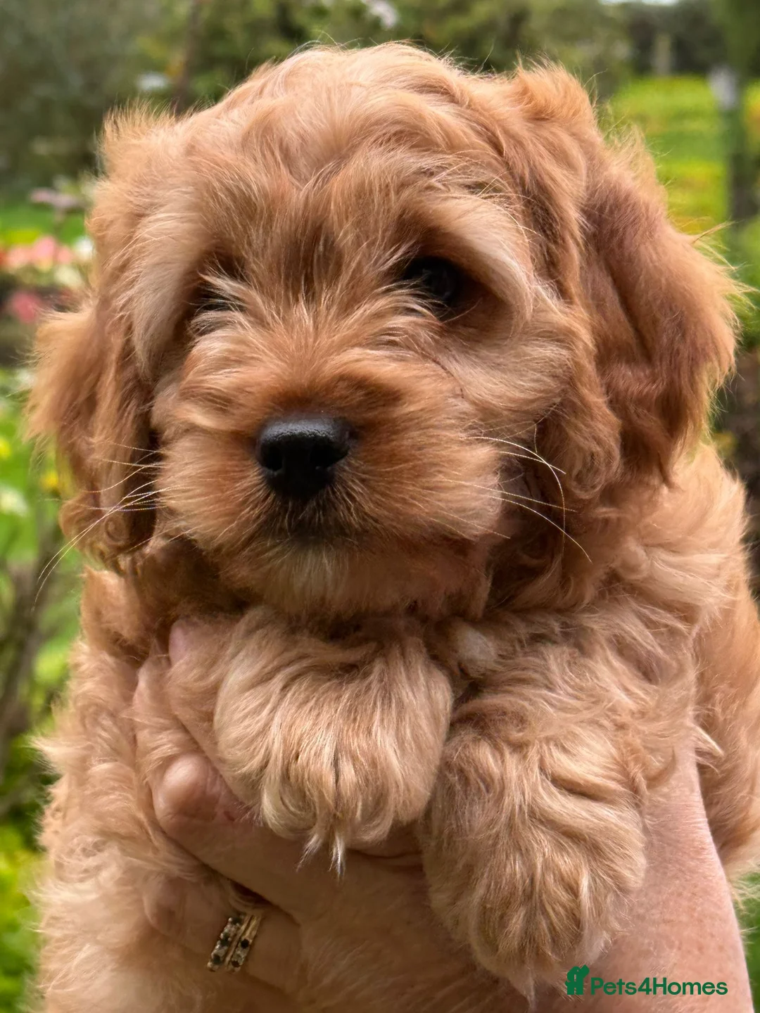 Labradoodle dogs for stud: KC Reg TOY POODLE Stud Dog DNA Tested Somerset - Advert 21