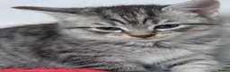 Mixed Breed cats for sale: Silver and black kittens  - Advert 10