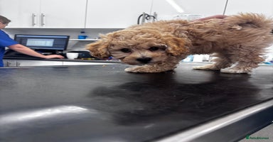 Cavapoo dogs - Advert 15