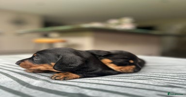 Miniature Dachshund dogs - Advert 4