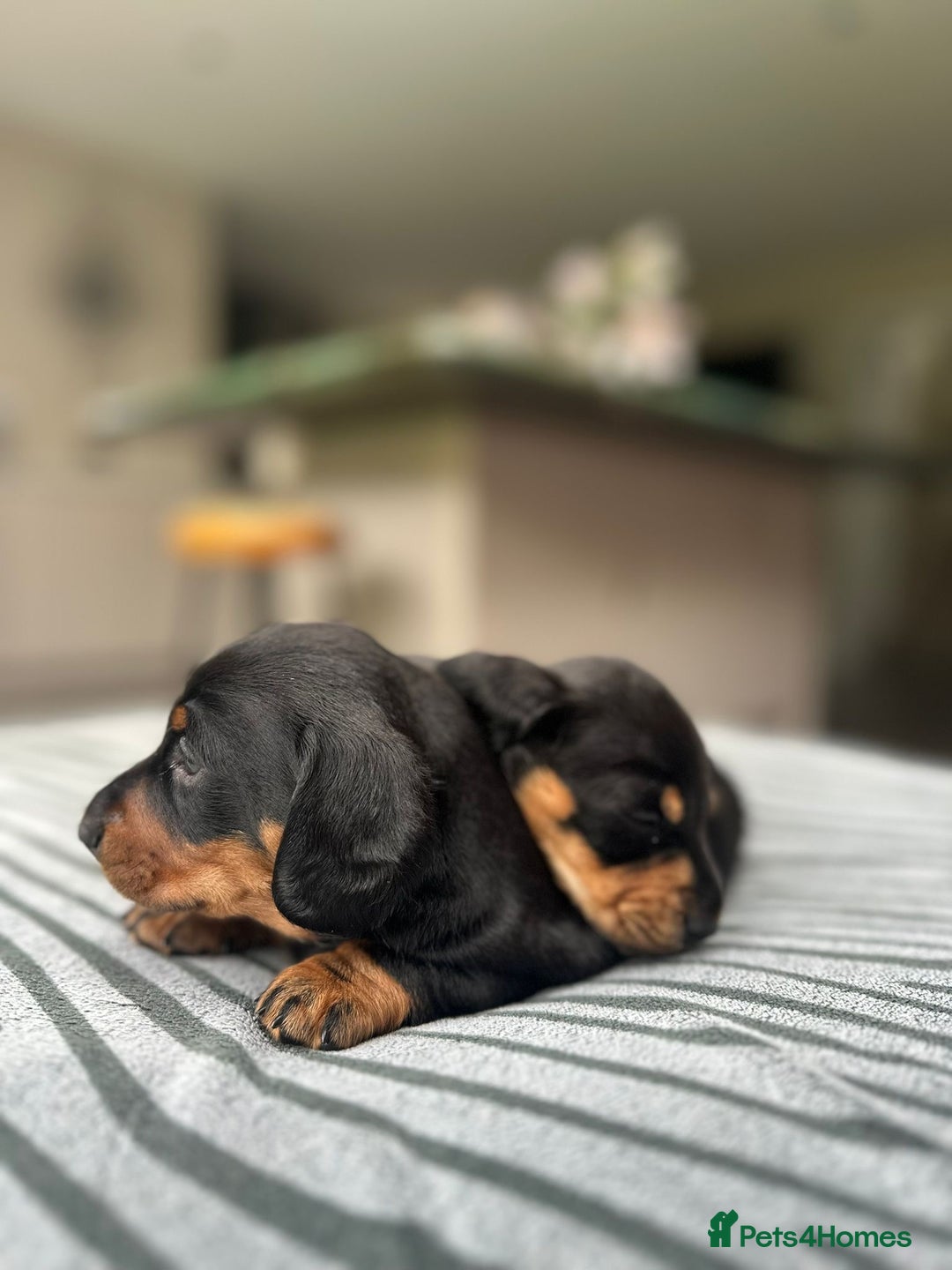 Miniature Dachshund dogs for sale: KC short haired miniature Black and Tan puppies - Image 3