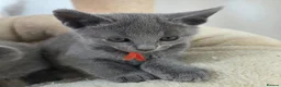 Russian Blue cats for sale: 💙  Russian Blue Kittens – Champion Line, TICA - Advert 24