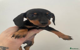 Dachshund dogs for sale: Miniature dachshunds  - Image 18