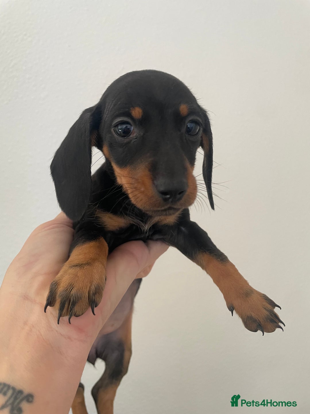 Dachshund dogs for sale: Miniature dachshunds  - Image 18