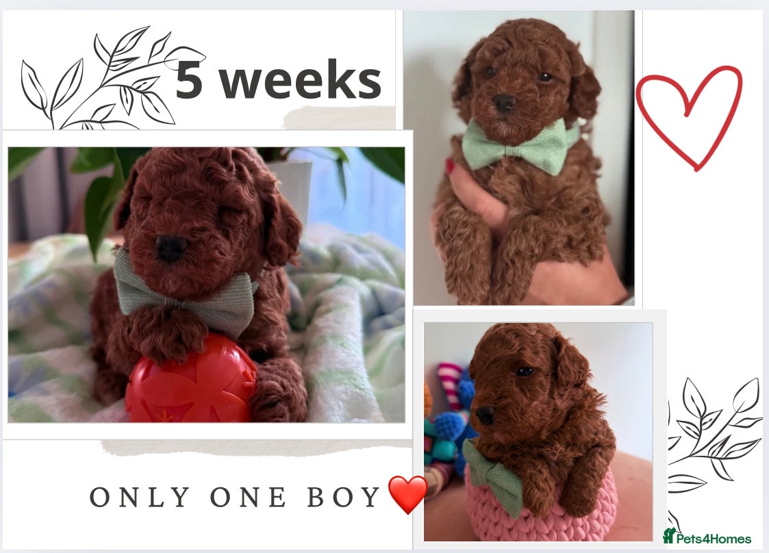 Maltipoo dogs Red mini maltipoo F1b puppies 😍💙💓 - Advert 14