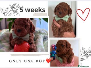 Maltipoo dogs Red mini maltipoo F1b puppies 😍💙💓 - Advert 14