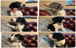 Sprollie dogs for sale: 💛Beautiful Sprollie Puppies💛 - Image 1