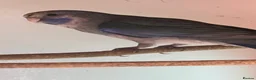 Parakeets birds for sale: Young pennants for sale - Advert 3