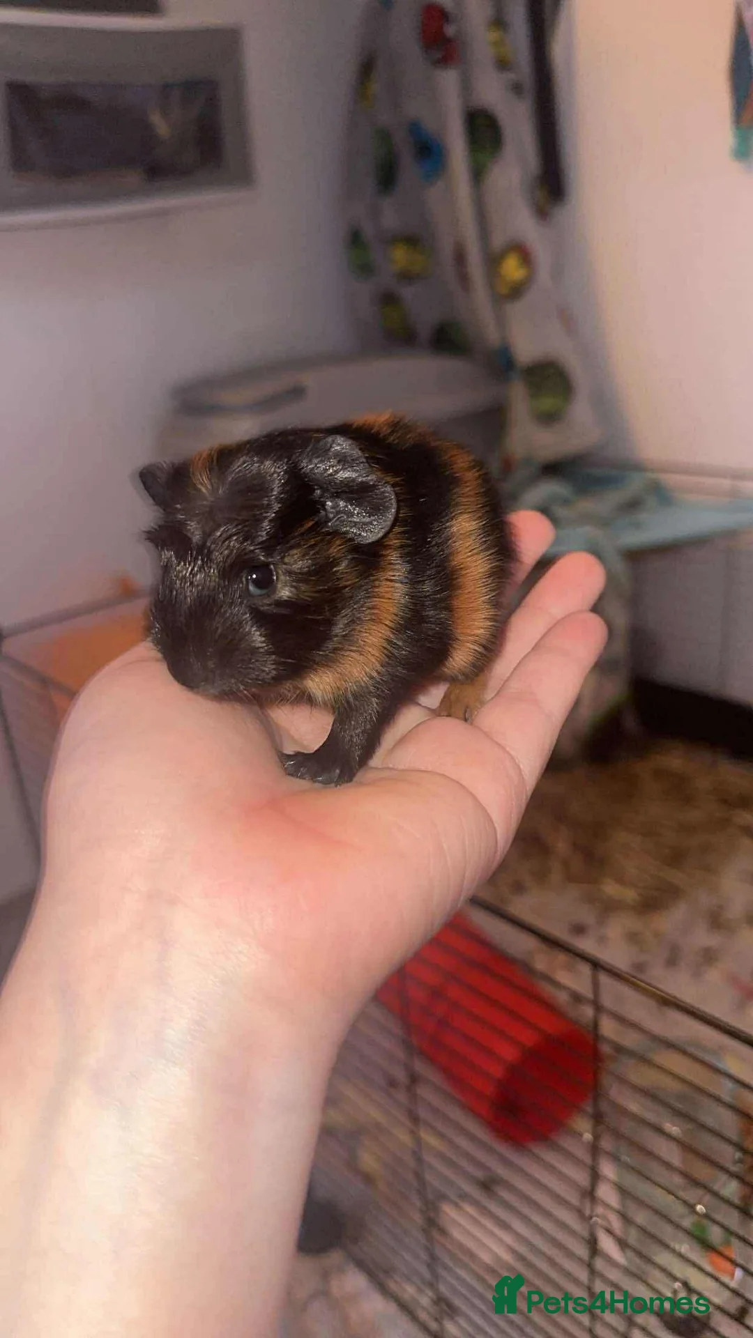 Mixed Breed livestock for sale: 3 Guinea pigs  - Advert 2